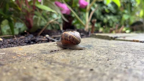 Snail in a gargen close up Stock Footage 285651440