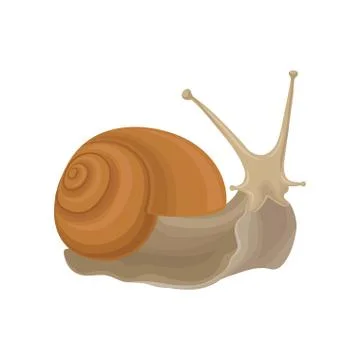 Snail gastropod creature vector Illustration on a white background Stock Illustration