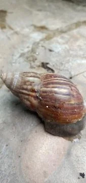 Snail (Gastropod) Stock Photos