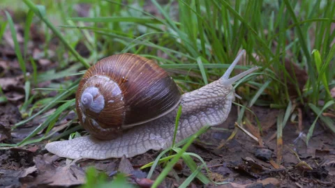 A snail gently moving through the grass Stock Footage 130870197