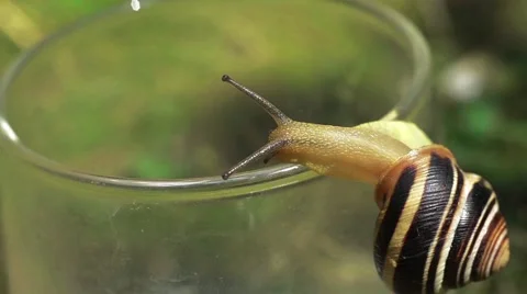 Snail on the glass Stock Footage 52370256