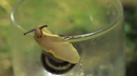 Snail on the glass Stock Footage 52370670