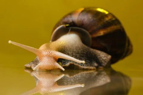Snail on the glass Stock Photos