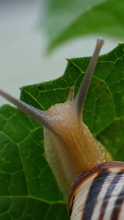 Snail glides gently over garden leaf Video stock 327282425