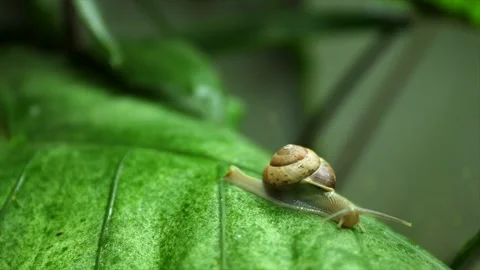Snail glides gently over large green leaf amidst rich tropical vegetation Vídeos de archivo 337532819