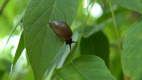 A snail glides on a green leaf. Snail with a shell on its back. 4k Stock Footage 113578602