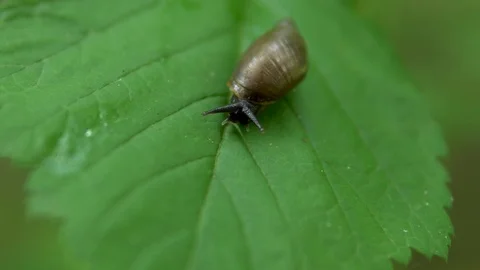 A snail glides on a green leaf. Snail with a shell on its back. 4k Stock Footage 113578785