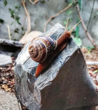 Snail glides on a stone Stock Photos