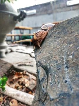 Snail glides on a stone Stock Photos