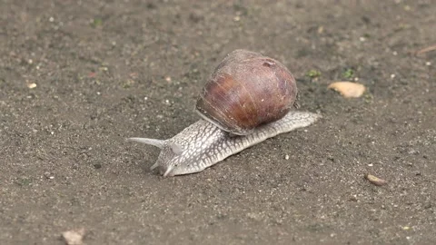 The snail glides through the garden 库存影片 154203846