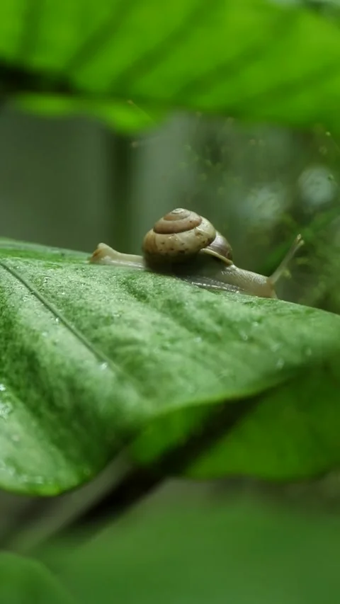 Snail glides on verdant tropical leaf surrounded by rich green foliage Stock-Footage 337166416