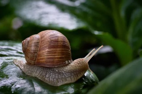 Snail gliding on green leaf. Large white mollusk snail with brown striped shell. Stock Photos