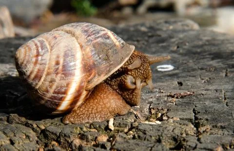 Snail gliding Stock Photos