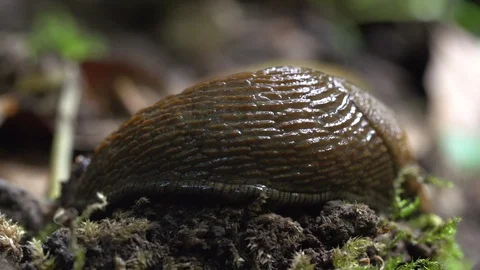 Snail gliding on wet soil Stock Footage 116618779