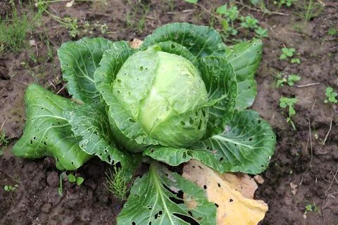 Snail-gnawed leaves on a cabbage head in a garden bed Stock Photos