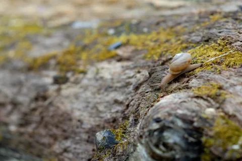 Snail On The Go Stock Photos
