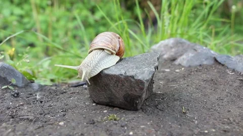 A snail goes down the stone. Close up view of a snail climbing down the stone Stock Footage 155200610