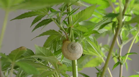 Snail going around trying to find some food and accomodation on a marihuana p 스톡 동영상 25301761