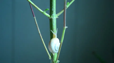 Snail going around trying to find some food and accomodation on a marihuana p 스톡 동영상 25304882