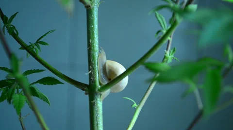 Snail going around trying to find some food and accomodation on a marihuana p 스톡 동영상 25309108