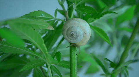 Snail going around trying to find some food and accomodation on a marihuana p 스톡 동영상 25323851