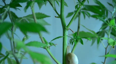 Snail going around trying to find some food and accomodation on a marihuana p Stock-Footage 25330644