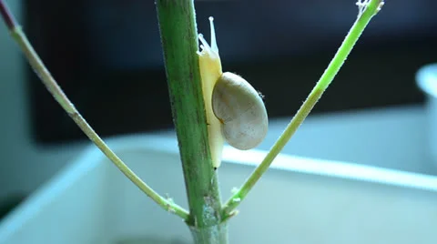 Snail going around trying to find some food and accomodation on a marihuana p Stock-Footage 25334077