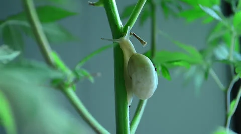 Snail going around trying to find some food and accomodation on a marihuana p 스톡 동영상 25339932