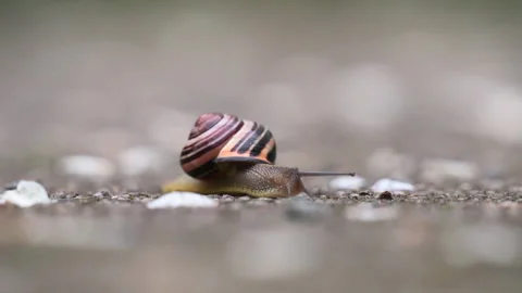 A snail going by closeup Video stock 307935811