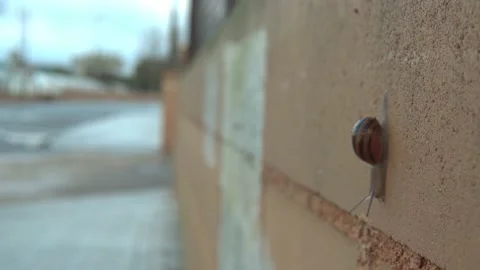 Snail going down an urban wall Stock Footage 167338941