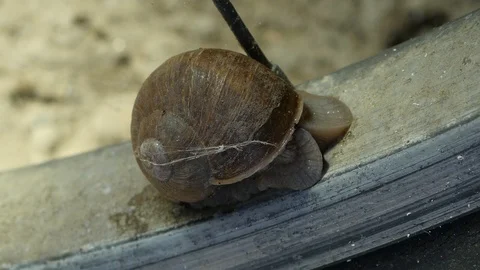 Snail going inside his house Stock Footage 88918882