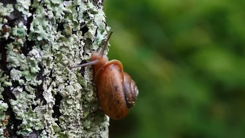 Snail going up tree trunk. 動画素材 91553865