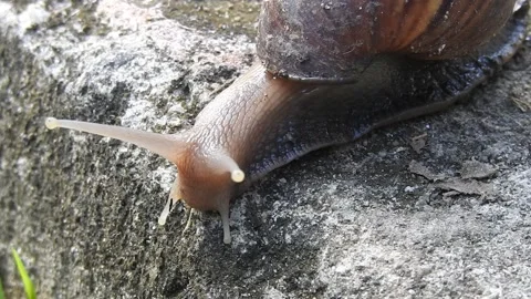 Snail Gracefully Crawling on the Ground in Natural Environment Video stock 157331698