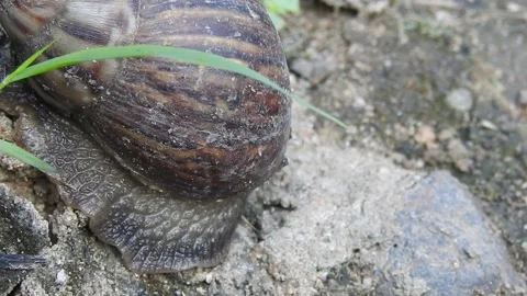 Snail Gracefully Crawling on the Ground in Natural Environment Video stock 157331711