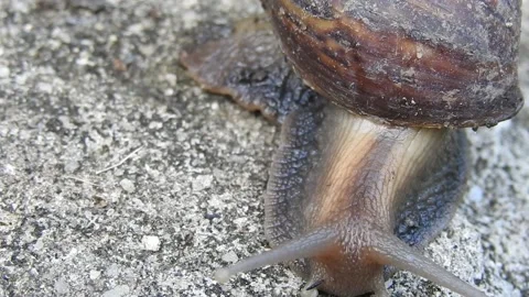 Snail Gracefully Crawling on the Ground in Natural Environment Video stock 157331739