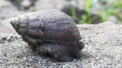 Snail Gracefully Crawling on the Ground in Natural Environment Video stock 157331742