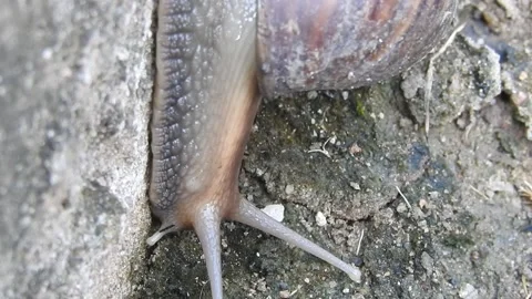 Snail Gracefully Crawling on the Ground in Natural Environment Video stock 157331785