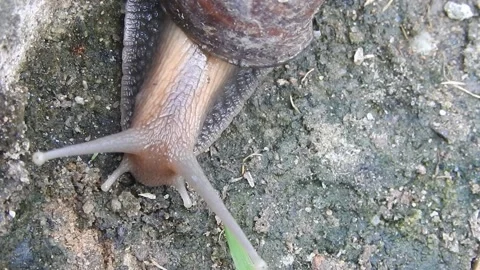 Snail Gracefully Crawling on the Ground in Natural Environment Video stock 157331786