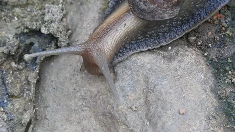 Snail Gracefully Crawling on the Ground in Natural Environment Video stock 157331837