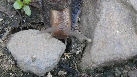 Snail Gracefully Crawling on the Ground in Natural Environment Video stock 157331839