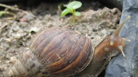 Snail Gracefully Crawling on the Ground in Natural Environment Video stock 157331857
