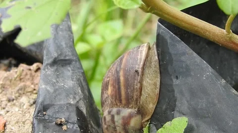 Snail Gracefully Crawling on the Ground in Natural Environment Video stock 157331870