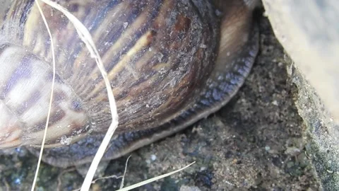 Snail Gracefully Crawling on the Ground in Natural Environment Video stock 157331877