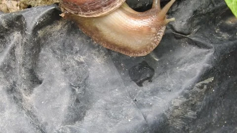Snail Gracefully Crawling on the Ground in Natural Environment Video stock 157331905