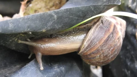 Snail Gracefully Crawling on the Ground in Natural Environment Video stock 157331944