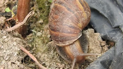 Snail Gracefully Crawling on the Ground in Natural Environment Video stock 157331960
