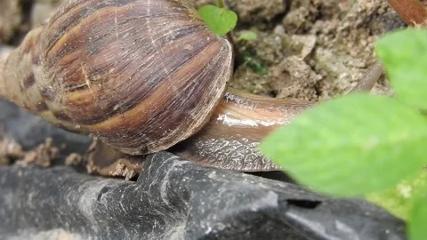Snail Gracefully Crawling on the Ground in Natural Environment Video stock 157331962