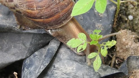 Snail Gracefully Crawling on the Ground in Natural Environment Video stock 157331971