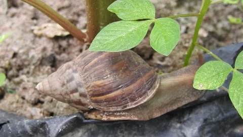 Snail Gracefully Crawling on the Ground in Natural Environment Video stock 157331984