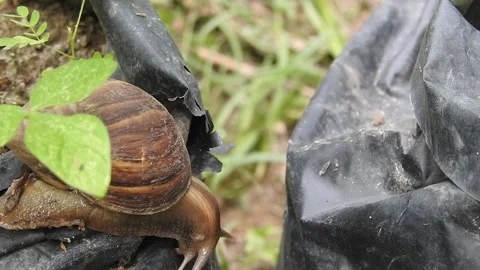 Snail Gracefully Crawling on the Ground in Natural Environment Video stock 157332027